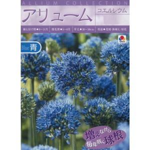 秋植え球根 アリューム コエルレウム 10球入...の詳細画像1
