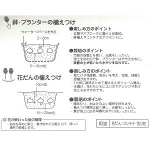 秋植え球根 アリューム コエルレウム 10球入...の詳細画像2