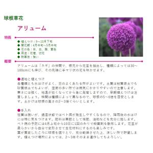 秋植え球根 アリューム コエルレウム 10球入...の詳細画像3