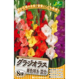 春植え球根　グラジオラス　単色咲き混合　8球　〜CAB206 カラーグラジオラス