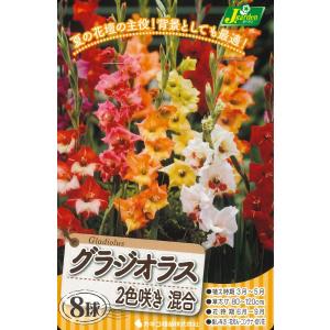 春植え球根　グラジオラス　2色咲き混合　8球入〜CAC256 バイカラーミックス