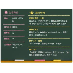 春植え球根 グラジオラス 2色咲き混合 8球入...の詳細画像2