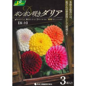 春植え球根　ダリア　ポンポン咲きダリア混合 3球入〜ガーデン ダリア