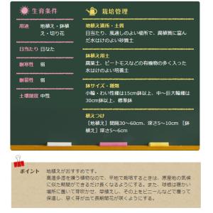 春植え球根 ダリア ポンポン咲きダリア混合 3...の詳細画像2