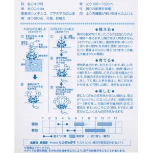 春植え球根 ダリア ポンポン咲きダリア混合 3...の詳細画像3