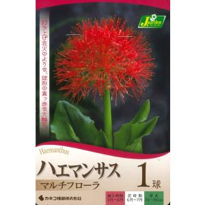 春植え球根　ハエマンサス マルチフローラ　1球入〜ムルチフローラ 線香花火