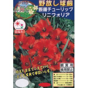 秋植え球根 チューリップ　ミニミニチューリップ　リニフォリア 10球入 〜 野放し球根　原種チューリップ