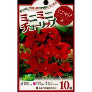 秋植え球根 チューリップ ミニミニチューリップ...の詳細画像1