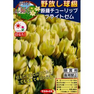 秋植え球根 チューリップ　ミニミニチューリップ　バタリーニブライトジェム10球入 〜 野放し球根 原種チューリップ ブライトゼム