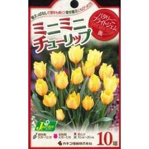 秋植え球根 チューリップ ミニミニチューリップ...の詳細画像1
