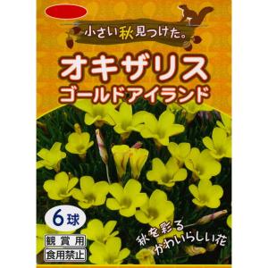 秋植え球根　オキザリス　ゴールドアイランド6球 〜小さい秋見つけた。※芽が伸びてきています