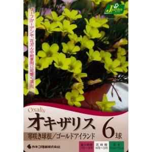秋植え球根 オキザリス ゴールドアイランド6球...の詳細画像1
