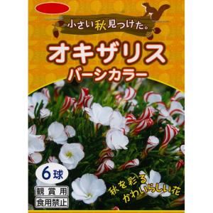 秋植え球根　オキザリス　バーシーカラー6球 〜小さい秋見つけた。※芽が伸びてきています