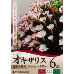 秋植え球根 オキザリス バーシーカラー6球 〜...の詳細画像1