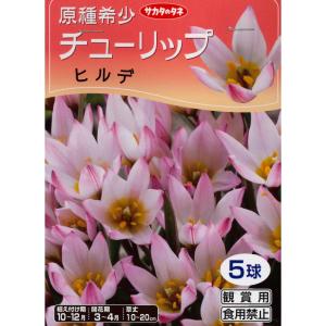 秋植え球根 チューリップ　ミニミニチューリップ　ヒルデ 5球入 〜 原種希少チューリップ 桃白花