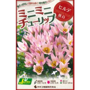 秋植え球根 チューリップ ミニミニチューリップ...の詳細画像1
