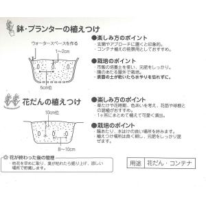 秋植え球根 チューリップ ミニミニチューリップ...の詳細画像2