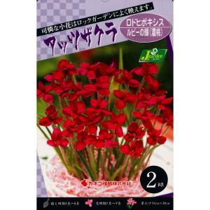 春植え球根　アッツザクラ　ロドヒポシス　ルビーの輝 濃桃　2球入〜アッツ桜 ロードヒポキシス