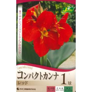 春植え球根　コンパクト カンナ レッド　1球〜カンナ 赤花