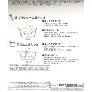 春植え球根 コンパクト カンナ レッド 1球〜...の詳細画像1