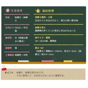 春植え球根 コンパクト カンナ レッド 1球〜...の詳細画像2
