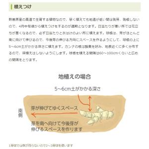 春植え球根 コンパクト カンナ レッド 1球〜...の詳細画像3