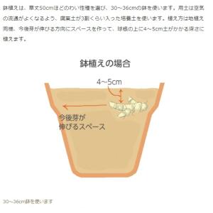 春植え球根 コンパクト カンナ レッド 1球〜...の詳細画像4
