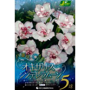 秋植え球根　八重咲 オキザリス　シンデレラムーン5球〜小さい秋見つけた。