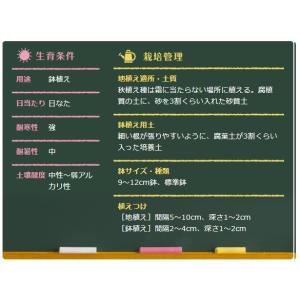秋植え球根 八重咲 オキザリス シンデレラムー...の詳細画像1