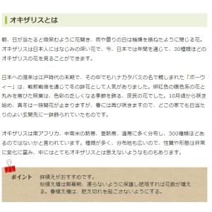 秋植え球根 八重咲 オキザリス シンデレラムー...の詳細画像2