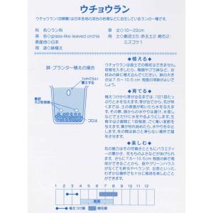 春植え球根 羽蝶蘭 ウチョウラン 斑紋花2球入の詳細画像1