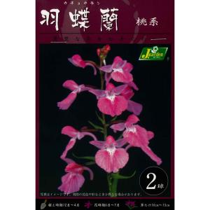 春植え球根　羽蝶蘭 ウチョウラン　桃系2球入