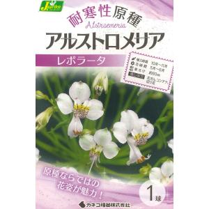 秋植え球根　耐寒性原種 アルストロメリア　レボラータ　1球入 〜 ユメユリソウ インカノユリ