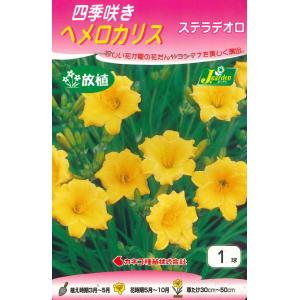 春植え球根　四季咲き ヘメロカリス ステラデオロ 1球入 〜放植 野放し球根 ディリリー