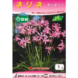春植え球根　ネリネ　ボーデニー 1球入　〜放植 野放し球根 ダイアモンドリリー