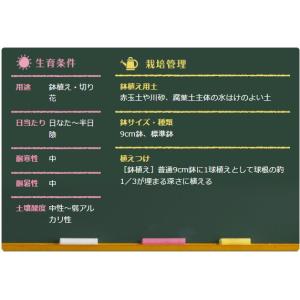 春植え球根 ネリネ ボーデニー 1球入 〜放植...の詳細画像1