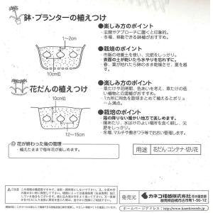 春植え球根 ネリネ ボーデニー 1球入 〜放植...の詳細画像2