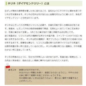 春植え球根 ネリネ ボーデニー 1球入 〜放植...の詳細画像3