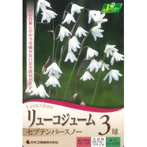 秋植え球根　リューコジューム　セプテンバースノー 3球入 〜小さい秋見つけた。※芽が伸びてきています