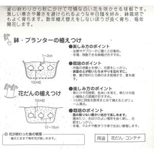 秋植え球根 リューコジューム セプテンバースノ...の詳細画像1