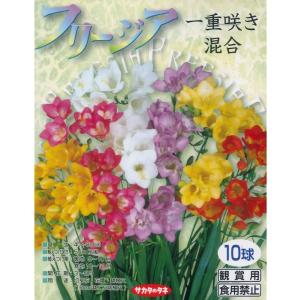 秋植え球根　フリージア 一重咲き 混合　10球入り 〜ミックスカラー 早春咲き