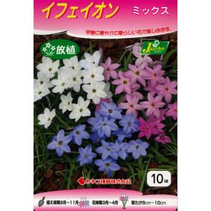 秋植え球根 野放し球根CL アイフェイオン混合...の詳細画像1