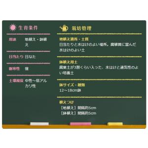 秋植え球根 野放し球根CL アイフェイオン混合...の詳細画像2