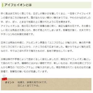 秋植え球根 野放し球根CL アイフェイオン混合...の詳細画像3