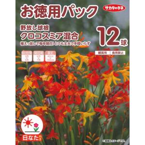 春植え球根　野放し球根　クロコスミア混合　12球入 〜お徳用パック ヒメヒオウギスイセン