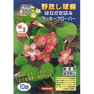 春植え球根　野放し球根　はなかたばみラッキークローバー　10球入