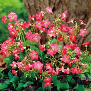 春植え球根 野放し球根 はなかたばみラッキーク...の詳細画像2
