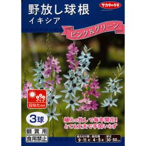 秋植え球根 野放し球根CL イキシア ピンク&グ...の商品画像