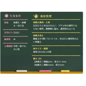 秋植え球根 野放し球根CL イキシア ピンク&...の詳細画像1