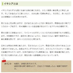 秋植え球根 野放し球根CL イキシア ピンク&...の詳細画像2